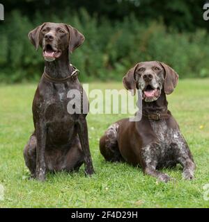 two german Shorthaired Pointers