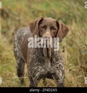 german shorthaired pointer Stock Photo