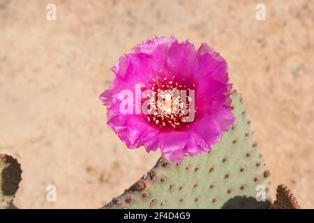 closeup of one perfect hot pink magenta beaver tail cactus flower and a tiny insect with blurred sand and plant segments in the background