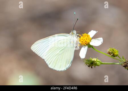 Great southern white butterfly visiting a romerillo flower. Stock Photo