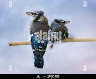 Two blue jay chicks in a wildlife rescue facility perched together. Stock Photo