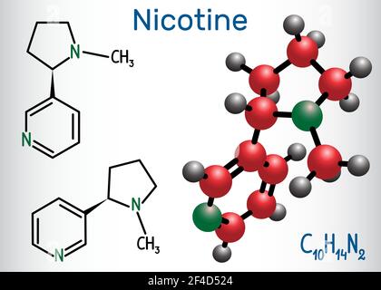 Nicotine molecule, is alkaloid , found in the nightshade family of plants. Structural chemical formula and molecule model Stock Vector