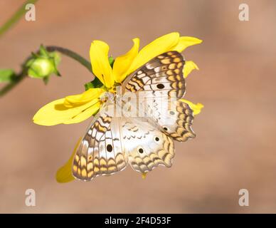 A white peacock (Anartia jatrophae) butterfly on a yellow rosinweed blossom. Stock Photo