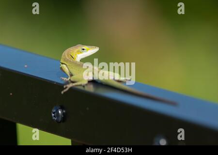 A green anole (Anolis carolinensis) on a fence post with its head turned to look at the camera. Stock Photo