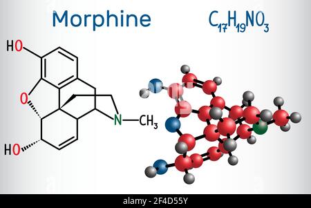 Morphine molecule. It is a pain medication of the opiate. Structural chemical formula and molecule model Stock Vector