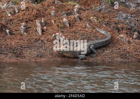 Alligator lying on the bank and looking at the camera. Stock Photo