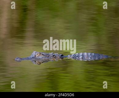 Alligator swimming in the water and looking at the camera. Stock Photo