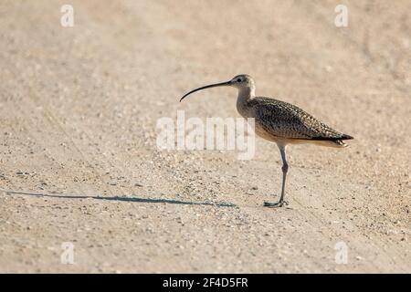 A long-billed curlew standing on a dirt road in Badlands National Park. Stock Photo