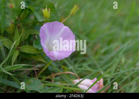 Single pink flower of hedge bindweed (Calystegia sepium) Stock Photo