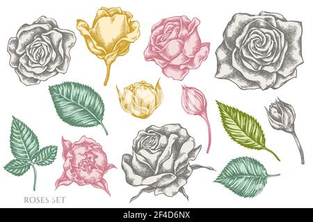 Vector set of hand drawn pastel roses Stock Vector