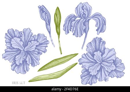 Vector set of hand drawn pastel iris Stock Vector