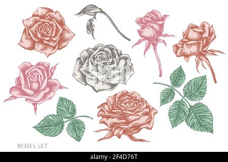 Vector set of hand drawn pastel roses Stock Vector