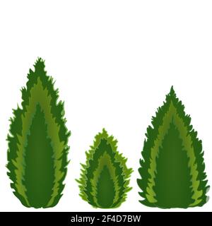 Conifers of different shapes, three kinds of conifers - tui, cypress, juniper. Piramidal, candle and drop shape Stock Vector