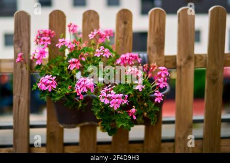 Selective focus of a flower in a balcony, Ivy geranium Pelargonium peltatum. Stock Photo