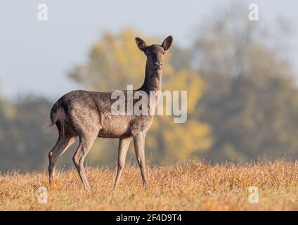 Fallow deer doe standing in an agricultural landscape - Suffolk, UK Stock Photo