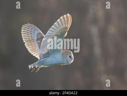 Barn Owl out hunting in the evening light - Suffolk