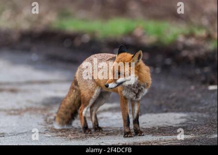 A male fox observes his surroundings