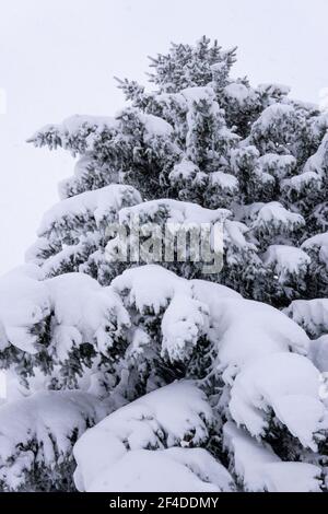 Tall, snow covered pine tree Stock Photo