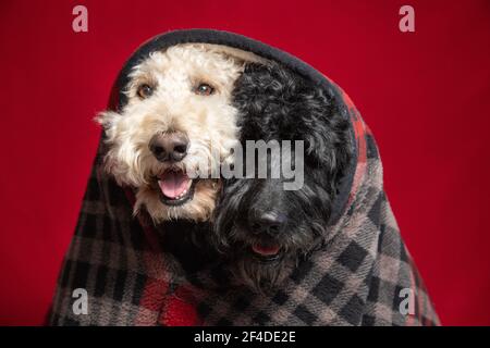 A Black and a white labradoodle wrapped in a blanket together Stock Photo