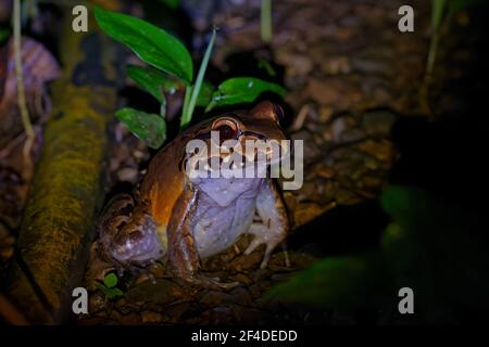 Leptodactylus savagei - Savage thin-toed frog  species of leptodactylid frog, from eastern Honduras, through Nicaragua, Costa Rica and Panama to Colom Stock Photo