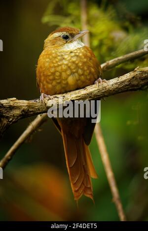 Ruddy Treerunner - Margarornis rubiginosus a passerine forest bird which is endemic to the highlands of Costa Rica and western Panama, rufous brown bi Stock Photo