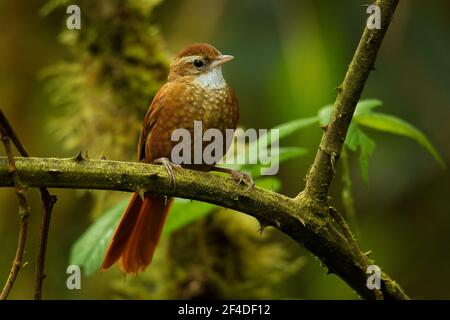 Ruddy Treerunner - Margarornis rubiginosus a passerine forest bird which is endemic to the highlands of Costa Rica and western Panama, rufous brown bi Stock Photo