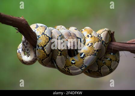 Reticulated python coiled around a tree branch, Indonesia