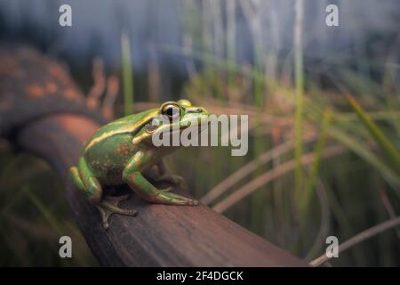 Green and golden bell frog (Litoria aurea) in burnt xanthorrhoea habitat, Australia Stock Photo