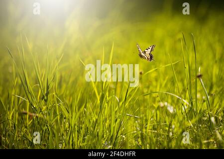 Old world swallowtail flying over a meadow with green grass in summer nature Stock Photo