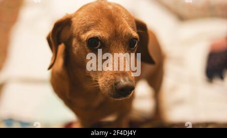 portrait of a dachshund, closeup of an old brown dog Stock Photo