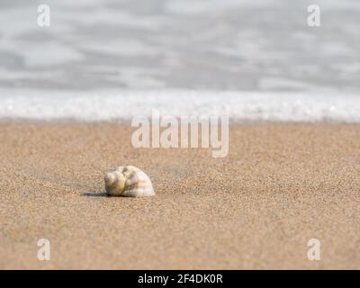 Small seashell on the beach in the sand with the water of the sea in the background. Stock Photo