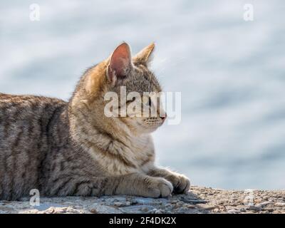 Homeless stray cat .Grey street cat resting on the ground. Stock Photo