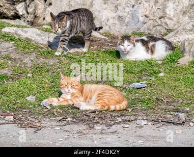Three stray cats lying on the grass Stock Photo