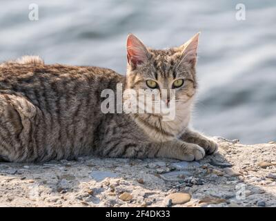 Homeless stray cat looking at the camera. Grey street cat resting on the ground. Stock Photo