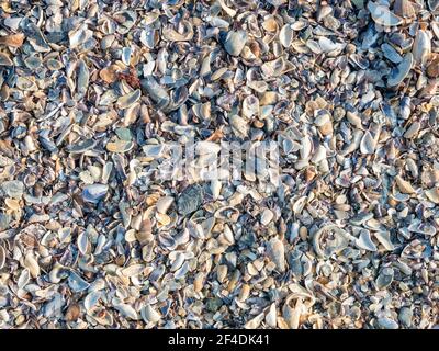 Various broken seashells fragments on the sandy beach. Background texture with small fragments of seashells Stock Photo