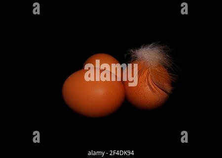 Three fresh organic chicken eggs with a feather in black background Stock Photo