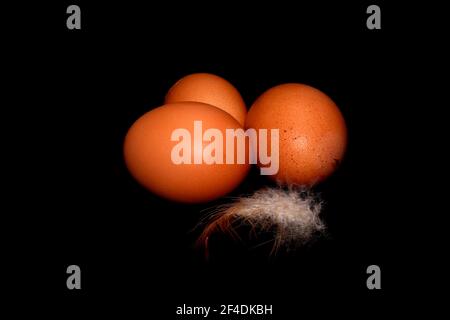 Three fresh organic chicken eggs with a feather in black background Stock Photo