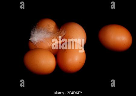 Fresh organic chicken eggs with a feather in black background Stock ...