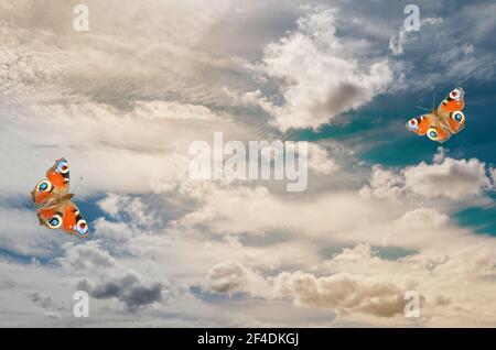 Blue summer sky with beautiful flying butterflies Stock Photo