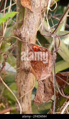 Ladybug on an autumn leaf Stock Photo