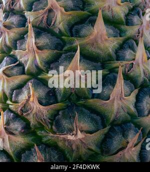 Close up of the peel of a pineapple (Ananas) Stock Photo