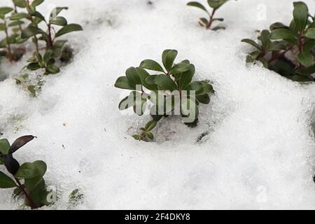 Evergreen cranberry plants inbetween cold winter snow. Stock Photo