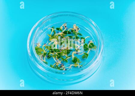 Microgreen sprouts quality control in Sanitary and epidemiological control laboratory.The sprouted seeds in the genetic laboratory. superfood concept. Stock Photo