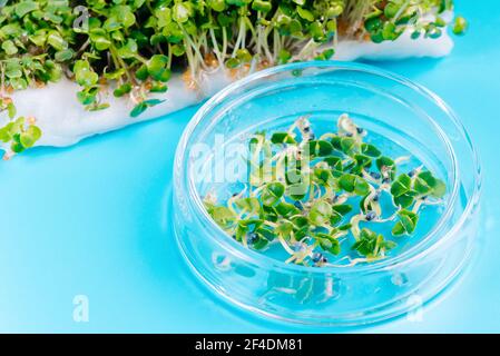 Microgreen sprouts quality control in Sanitary and epidemiological control laboratory.The sprouted seeds in the genetic laboratory. superfood concept. Stock Photo