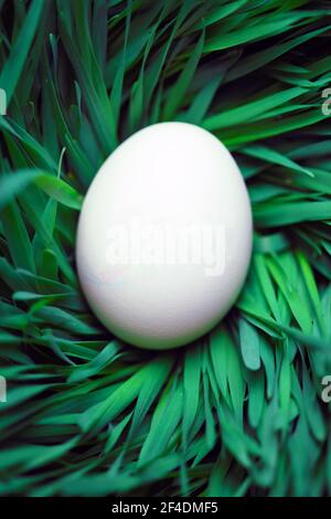 Single blank Easter egg hidden in grass Stock Photo