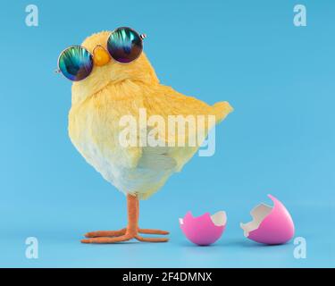 Easter decoration of a yellow chick wearing silly sunglasses with a pink cracked, hatched Easter egg. Stock Photo