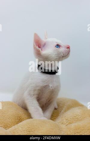 White kittens with blue eyes and black kittens khao manee playing with their siblings Stock Photo