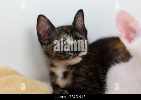 Multicolored kittens Khao Manee breed with white background, looks Stock Photo