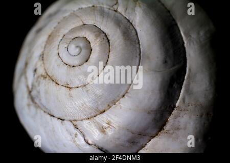 Macro photography of white snail shell on black background Stock Photo