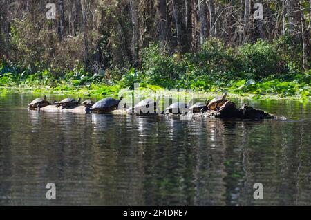 Cooter turtles sunning on a log in the Silver River, Silver Springs State Park, Florida, USA Stock Photo
